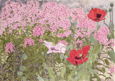 Coquelicots et Phlox - Linda Benton